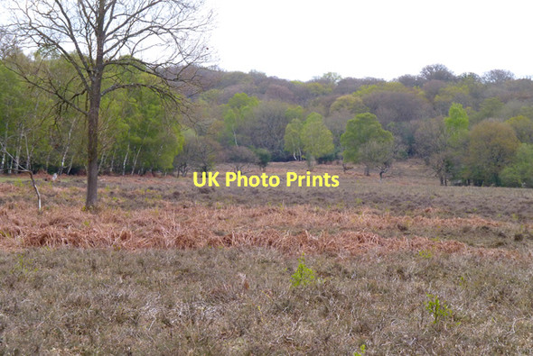 Photo 6"x4" New Forest Heathland Bank\/SU2807 c2011