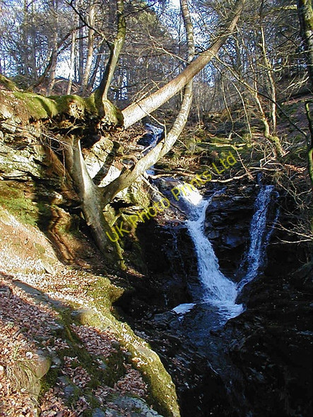 Photo 6"x4" Tree up & down Acharn\/NN7543 c2001