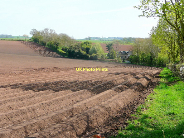 Photo 6"x4" Freshly planted potato field Bromsash c2011