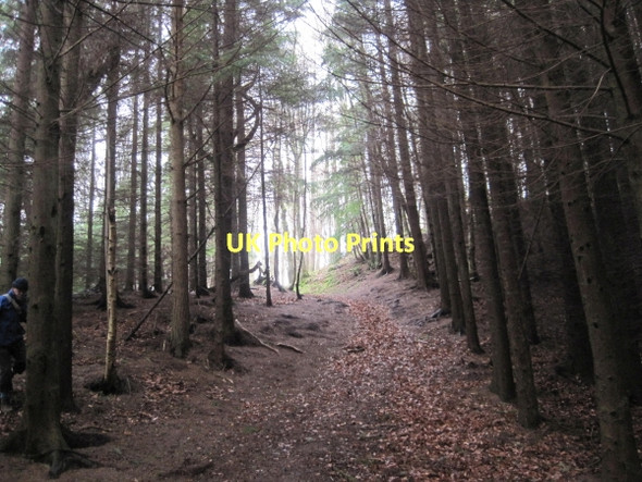 Photo 6"x4" Footpath towards Harsondale Langley\/NY8261 c2011