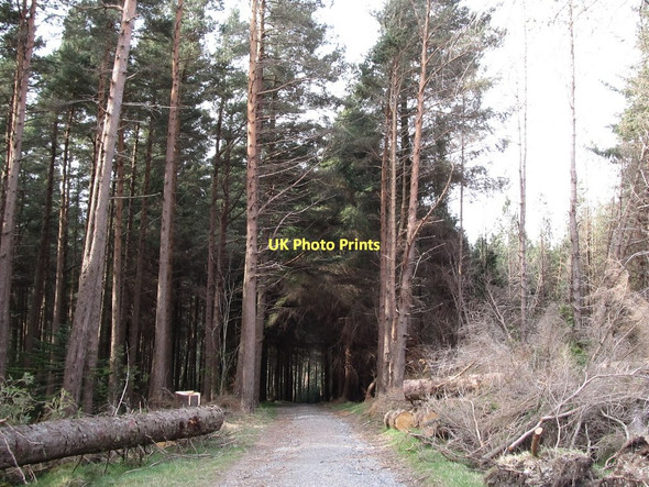 Photo 6"x4" Forestry Road on Drinnahilly Mountain Newcastle\/J3732 c2011