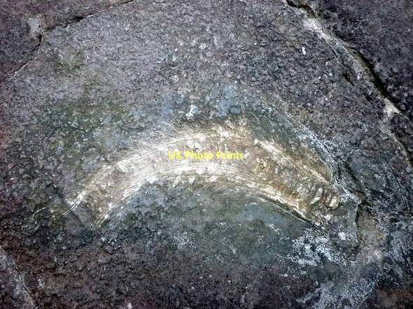 Photo 6"x4" Fossil at Far Arnside (1) Far Arnside c2011