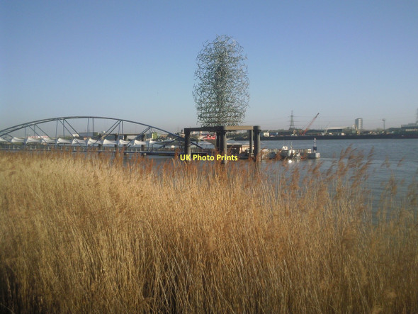 Photo 6"x4" Reed bed on the Greenwich Peninsula Greenwich\/TQ3977 c2011