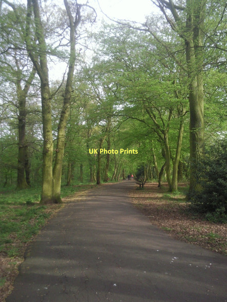 Photo 6"x4" Ancient woodland in Forster Memorial Park Catford\/TQ3873 c2011