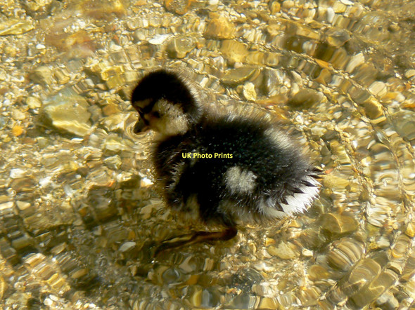 Photo 6"x4" Mallard duckling on the River Nadder, Salisbury Salisbury c2011