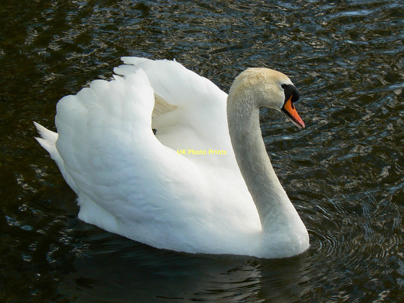 Photo 6"x4" Mute swan cob, River Nadder, Salisbury Salisbury c2011