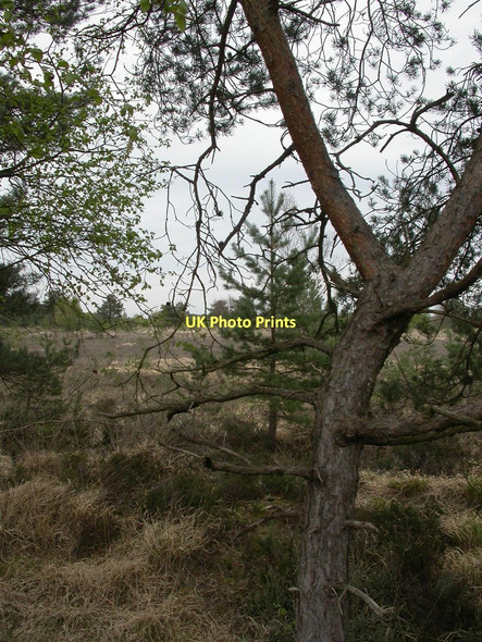 Photo 6"x4" Barnsfield Heath, heathland Grange Estate c2011