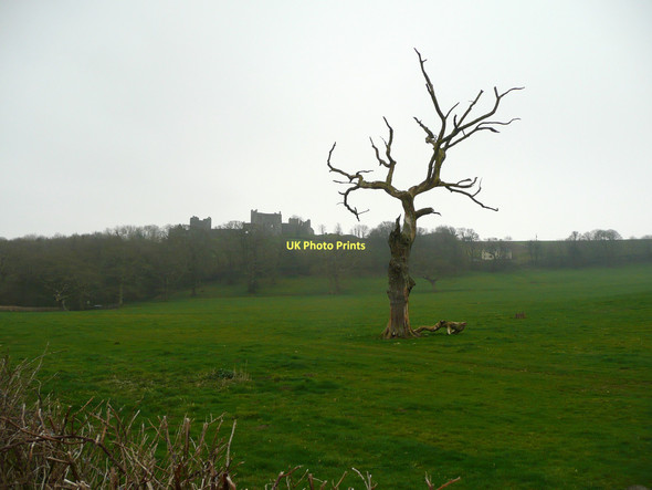 Photo 6"x4" Dead tree off Church Road, Llansteffan Llansteffan c2011