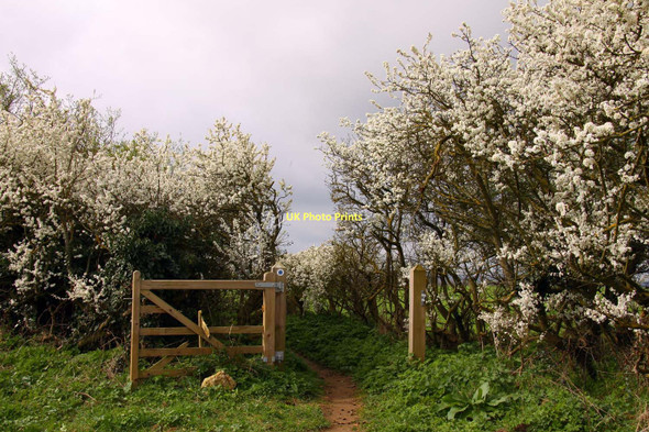 Photo 6"x4" Bridleway through the gate to Wick Farm Beckley\/SP5610 c2011
