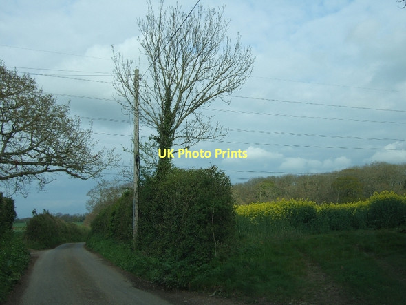 Photo 6"x4" Field of rape near Knaplock Farm Cockwood\/ST2242 c2011