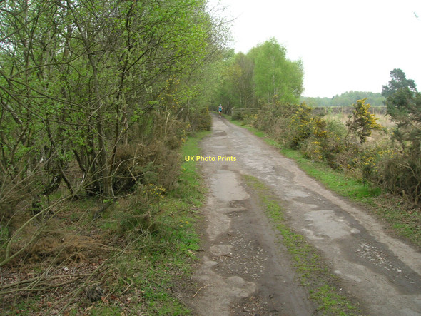 Photo 6"x4" Track through Skipwith Common Little Skipwith c2011