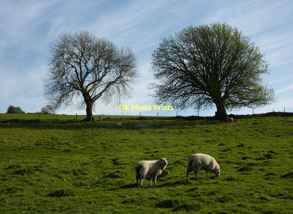 Photo 6"x4" Upland pasture above Winster Winster\/SK2460 c2011