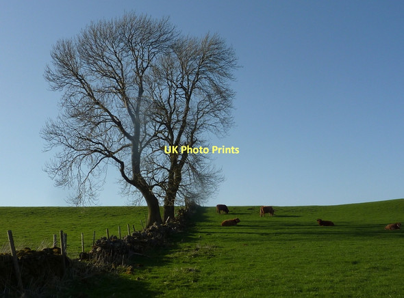 Photo 6"x4" Upland grazing isn't always a hard life Elton\/SK2260 c2011