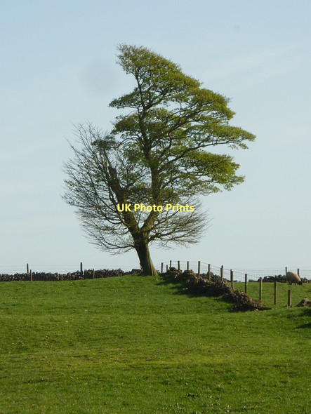 Photo 6"x4" A distinctive tree Elton\/SK2260 c2011