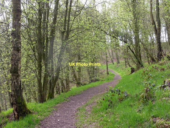Photo 6"x4" Woodland footpath in the spring Alport\/SK2264 c2011