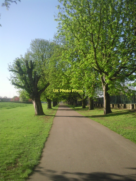 Photo 6"x4" Avenue of trees in Sutcliffe Park Eltham c2011