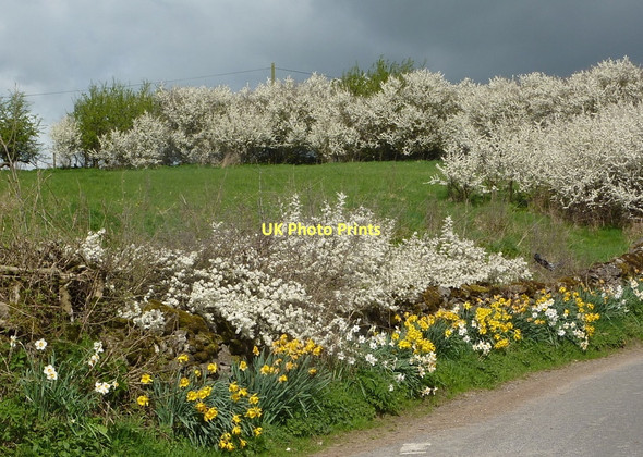 Photo 6"x4" Spring scene by the lane above Bonsall Matlock c2011