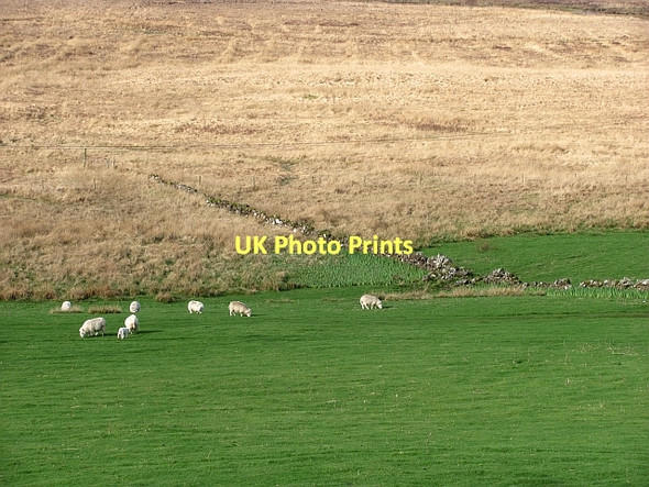 Photo 6"x4" Sheep, Glen Bellart Dervaig c2011