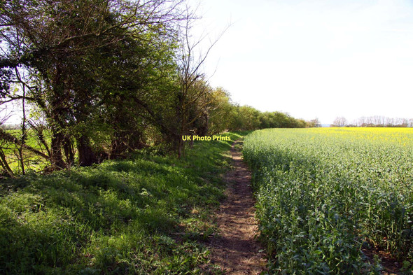Photo 6"x4" Footpath to Didcot Little Wittenham c2011