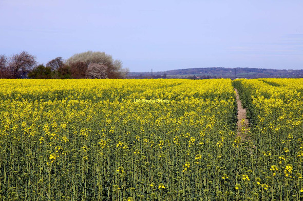 Photo 6"x4" Field of rape by Didcot Didcot c2011
