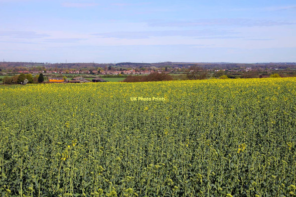 Photo 6"x4" Looking down the field towards Long Wittenham Didcot c2011