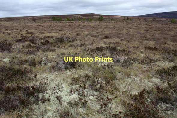 Photo 6"x4" Dava Moor Ferness c2011
