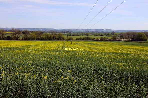 Photo 6"x4" Field of rape between the Moretons South Moreton c2011