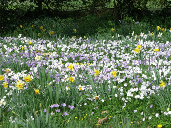 Photo 6"x4" Spring flowers, Lytes Cary, Somerset Cary Fitzpaine c2011