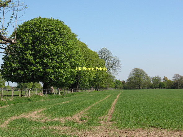 Photo 6"x4" Row of chestnut trees Hounslow c2011