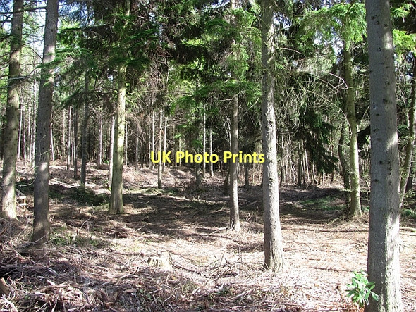 Photo 6"x4" Saltoun Big Wood West Saltoun c2011