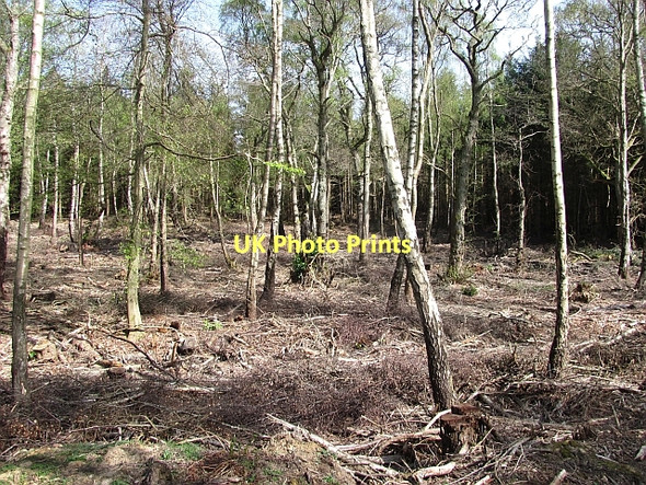 Photo 6"x4" Saltoun Big Wood West Saltoun c2011