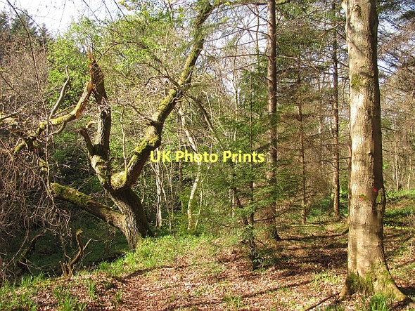 Photo 6"x4" Saltoun Big Wood West Saltoun c2011