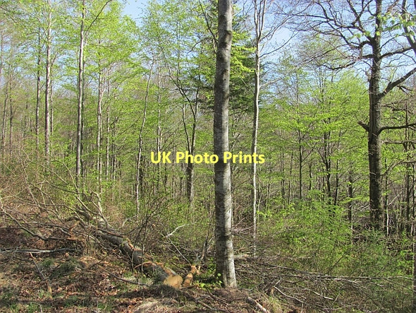 Photo 6"x4" Beech wood, Saltoun Gilchriston c2011
