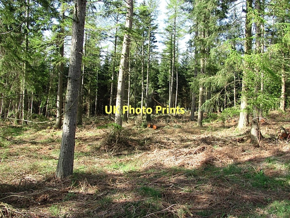 Photo 6"x4" Saltoun Big Wood West Saltoun c2011