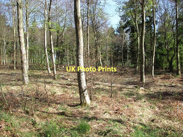 Photo 6"x4" Saltoun Big Wood West Saltoun c2011 P1