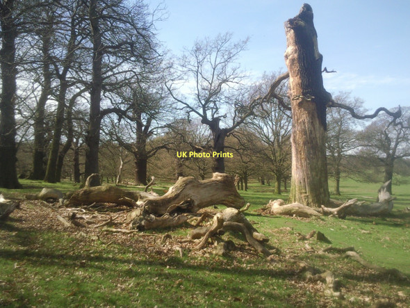 Photo 6"x4" Richmond Park National Nature Reserve Richmond\/TQ1874 c2011
