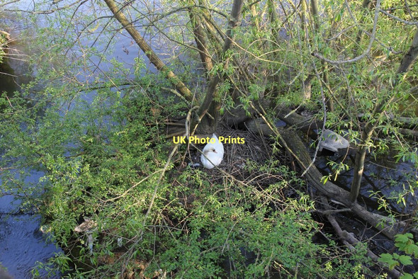 Photo 6"x4" Swan on the nest Wallingford c2011