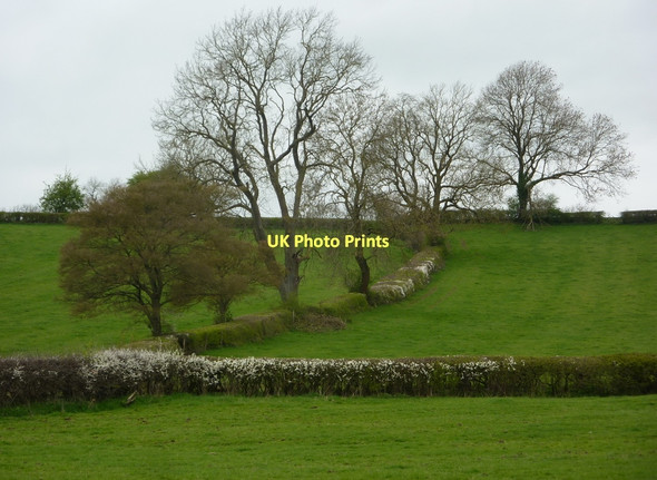 Photo 6"x4" Fields, hedges and trees Ballidon c2011