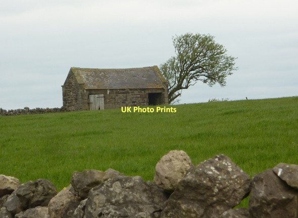 Photo 6"x4" Barn and tree by Blake Low Elton\/SK2260 c2011