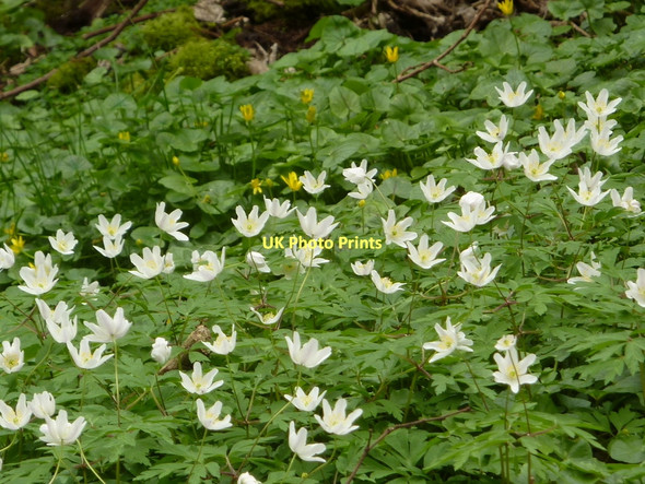 Photo 6"x4" Wood anemones, Rusden Wood Middleton\/SK1963 c2011