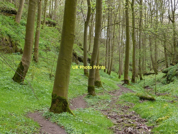 Photo 6"x4" Footpath through Rusden Wood Middleton\/SK1963 c2011