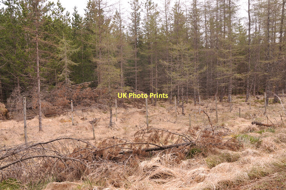Photo 6"x4" Forestry near Tomdoun Garrygualach c2011