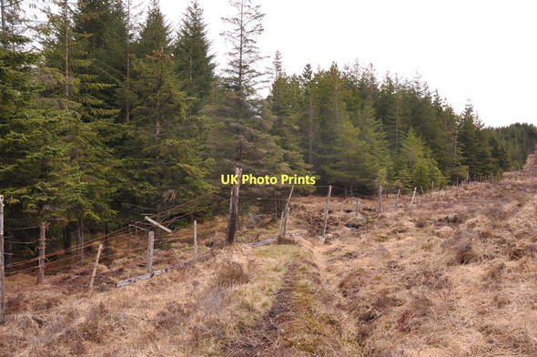Photo 6"x4" Path entering the forest near Tomdoun Garrygualach c2011