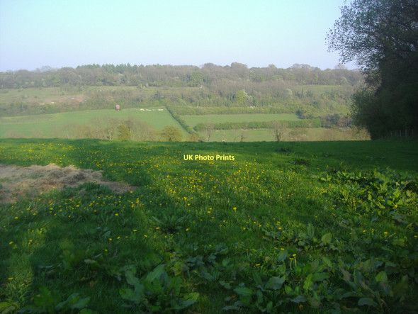 Photo 6"x4" Highams Hill Leaves Green c2011