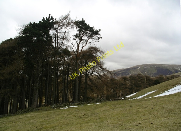 Photo 6"x4" Pines and larches above Burnhead Farm Milkieston c2006