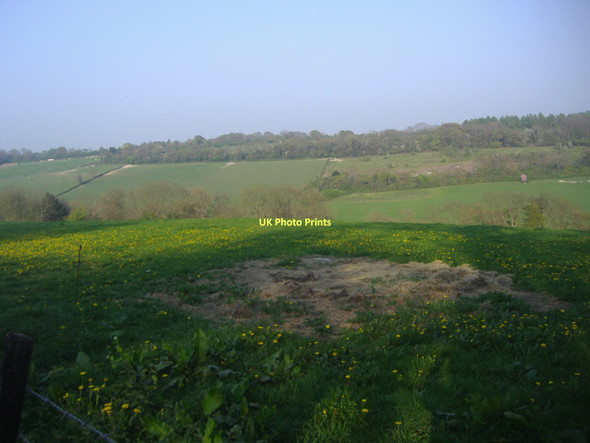 Photo 6"x4" Highams Hill Leaves Green c2011