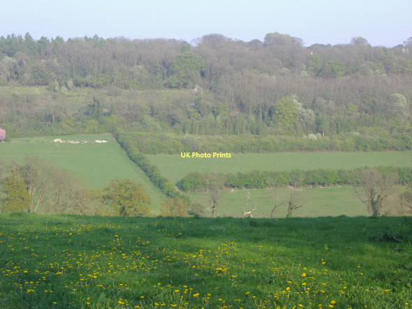Photo 6"x4" Highams Hill Leaves Green c2011