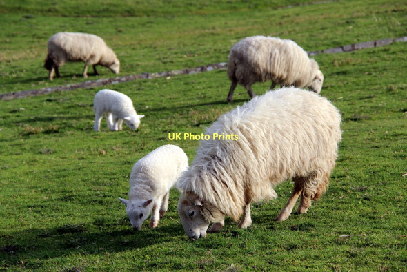 Photo 6"x4" Sheep near Lake Celyn Frongoch\/SH9039 c2011