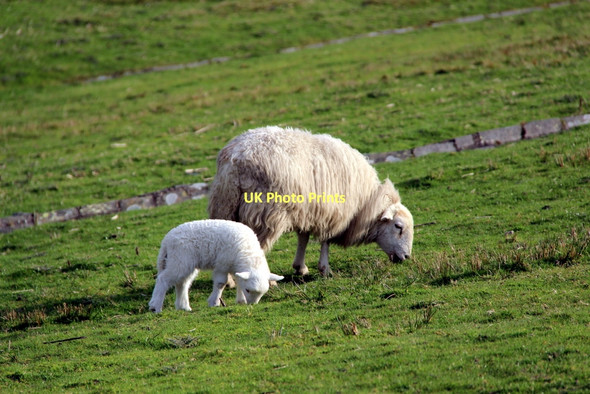 Photo 6"x4" Lamb and Ewe near Lake Celyn Frongoch\/SH9039 c2011