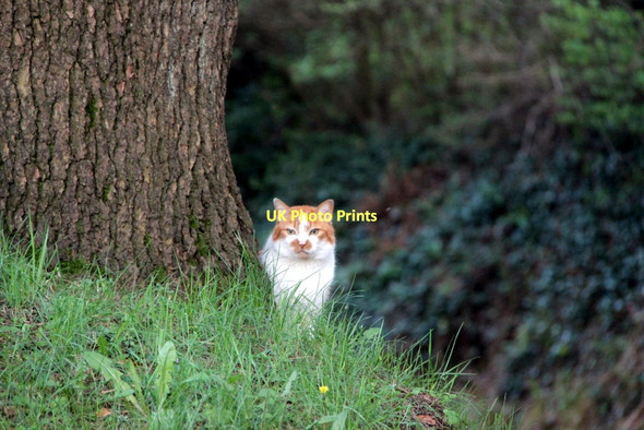 Photo 6"x4" Cat in Churchyard, St John's, Porthmadog Porthmadog c2011